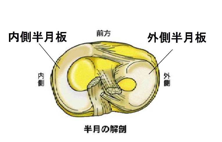 その膝の痛み半月板損傷 学芸大学conditioningアシスト 学芸大学 痛みと動きの改善専門整体conditioningアシスト 学芸大学徒歩3分